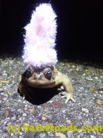/home//u458753944/public_html/sourcegallery///////Roxborough Toad Detour/2022/2022-03-19/P3190910.JPG